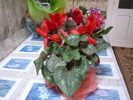 cyclamen