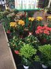 Kalanchoe