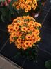 Kalanchoe exotik orange