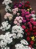 13.10.2020- Kalanchoe
