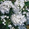 Kalmia sau Laur de munte-3