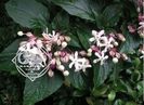 clerodendrum1
