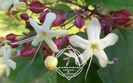 clerodendrum4