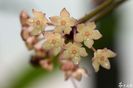Macrophylla variegata