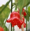 ardei-iute-christmas-bell_7736226
