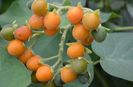 Dwarf tamarillo