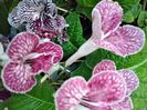 MVIMG_20201017_183816