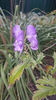 aconitum napellus (omag)