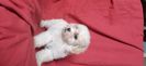 Bichon Maltese
