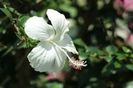 Dainty_White