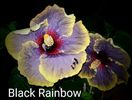 Black Rainbow