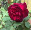 7C79FF04-6E33-4626-B31F-F2B51DE65BB0