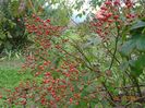 rosa multiflora