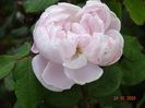 White Jacques Cartier