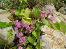 sedum sieboldii variegata