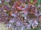 azalea Chanel