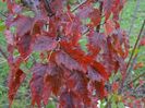 acer tataricum