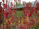 acer tataricum