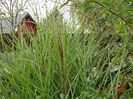 miscanthus sinensis
