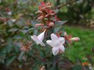 abelia grandiflora