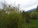 miscanthus sinensis Zebrinus