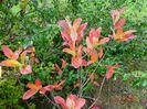 azalea Goldtopas