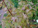 acer palm. Asahi-Zuru