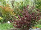 viburnum tomentosum