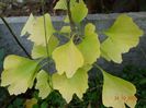 gingko biloba