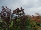 cotinus coggyria Royal Purple, rhus typhina