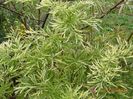 sambucus Golden Tower