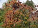 rhus typhina