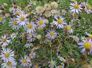 aster ageratoides Asran