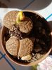 Lithops