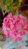 Trimise la odihna, inca mai inflorim- A happy tought pink