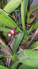 oncidium "katrin zoch mieke"