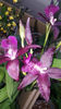 beallara "peggy ruth carpenter jem"