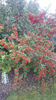 pyracantha coccinea -red