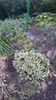 aconitum napellus (omag)