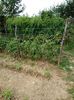 Gradina 27 aug.2020