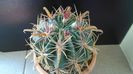 Ferocactus latispinus, boboci