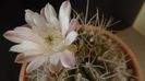 Gymnocalycium mihanovichii