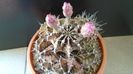 Gymnocalycium friedrichii (stenopleurum), colonie