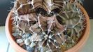 Gymnocalycium friedrichii (stenopleurum), colonie