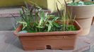 Bambus pitic variegat & Imperata cylindrica Red Baron