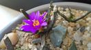Ariocarpus agavoides 1
