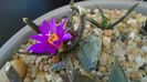Ariocarpus agavoides 1