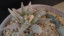 Ariocarpus retusus