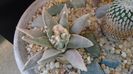 Ariocarpus retusus