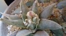 Ariocarpus retusus